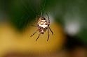 Zilla_diodia_D6062_Z_89_Les Gris_Frankrijk
